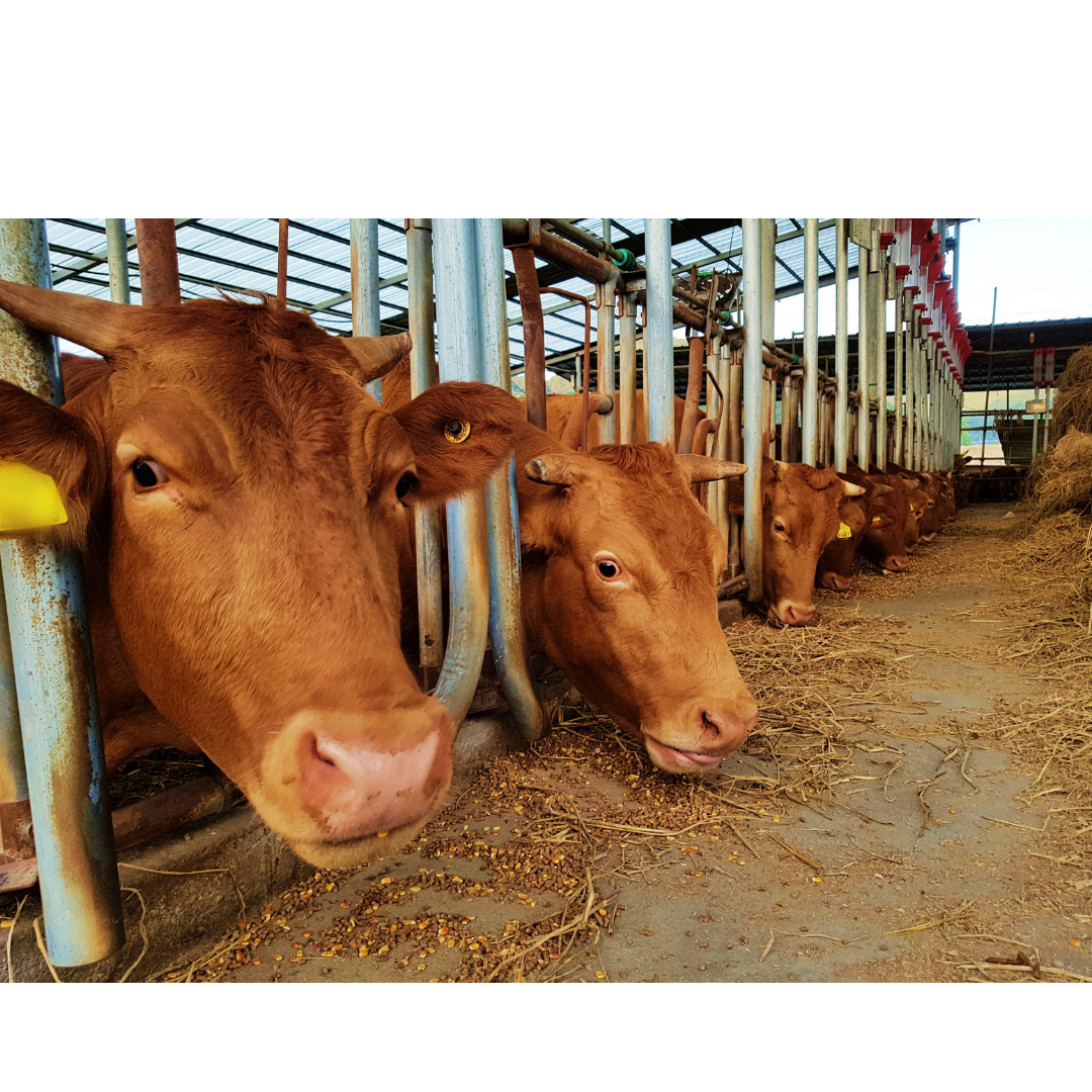 Livestock insurance with FORSA - Fortune Sacco