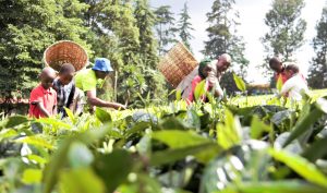 Tea Farmer