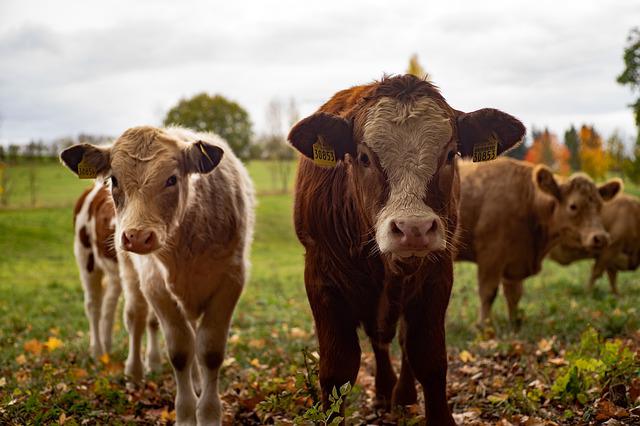 cows-g0dd7d2d74_640
